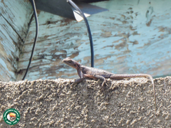 Agama mwanzae