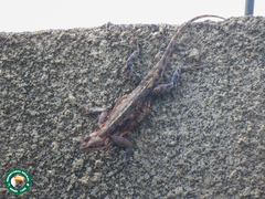 Agama mwanzae