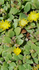 Delosperma tradescantioides