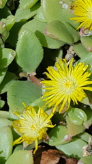 Delosperma tradescantioides
