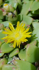 Delosperma tradescantioides