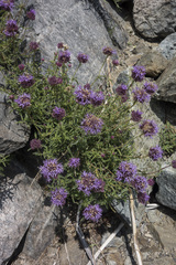 Monardella odoratissima glauca