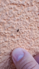 Anthocomus fasciatus