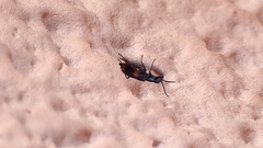 Anthocomus fasciatus