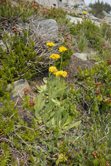 Senecio scorzonella