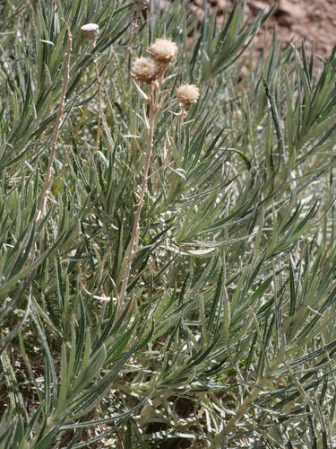 Carlina xeranthemoides, photograph 3