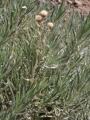 Carlina xeranthemoides, photograph (c) Borja Fierro, some rights reserved (CC BY)