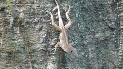 Anolis hispaniolae
