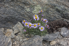 Erigeron pygmaeus