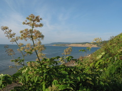 Aralia cordata sachalinensis