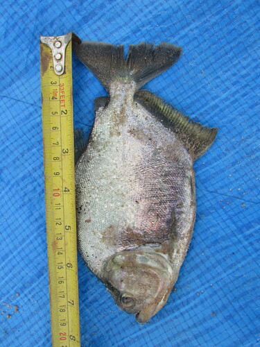 Red Ruby Piranha