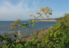 Aralia cordata sachalinensis