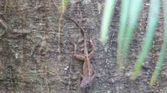 Anolis hispaniolae