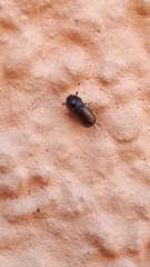 Trypodendron