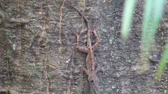 Anolis hispaniolae