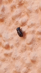 Trypodendron