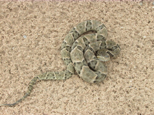 Brazilian Lancehead
