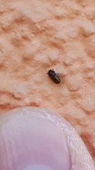 Trypodendron