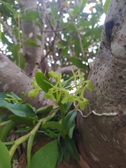 Epidendrum difforme