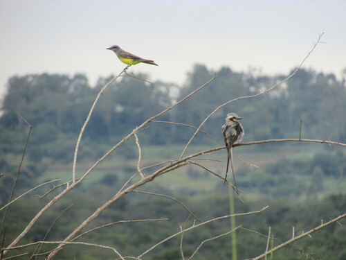 Tropical Kingbird