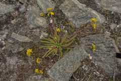 Ivesia lycopodioides