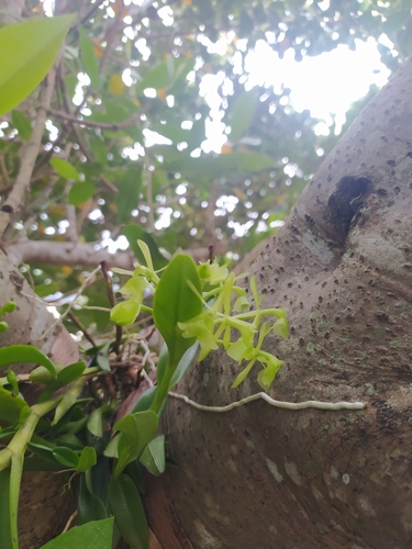 Epidendrum difforme, photograph 2