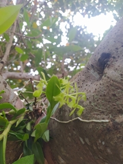 Epidendrum difforme, photograph (c) Laurimar Sepulveda, some rights reserved (CC BY)