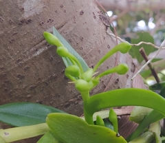 Epidendrum difforme, photograph (c) Laurimar Sepulveda, some rights reserved (CC BY)