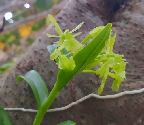 Epidendrum difforme, photograph 4
