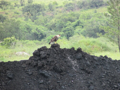 Crested Caracara