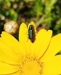 Haplomalachius flabellatus