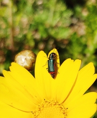 Haplomalachius flabellatus