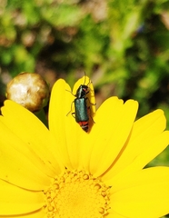 Haplomalachius flabellatus