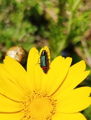 Haplomalachius flabellatus