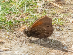 Cosmosatyrus leptoneuroides