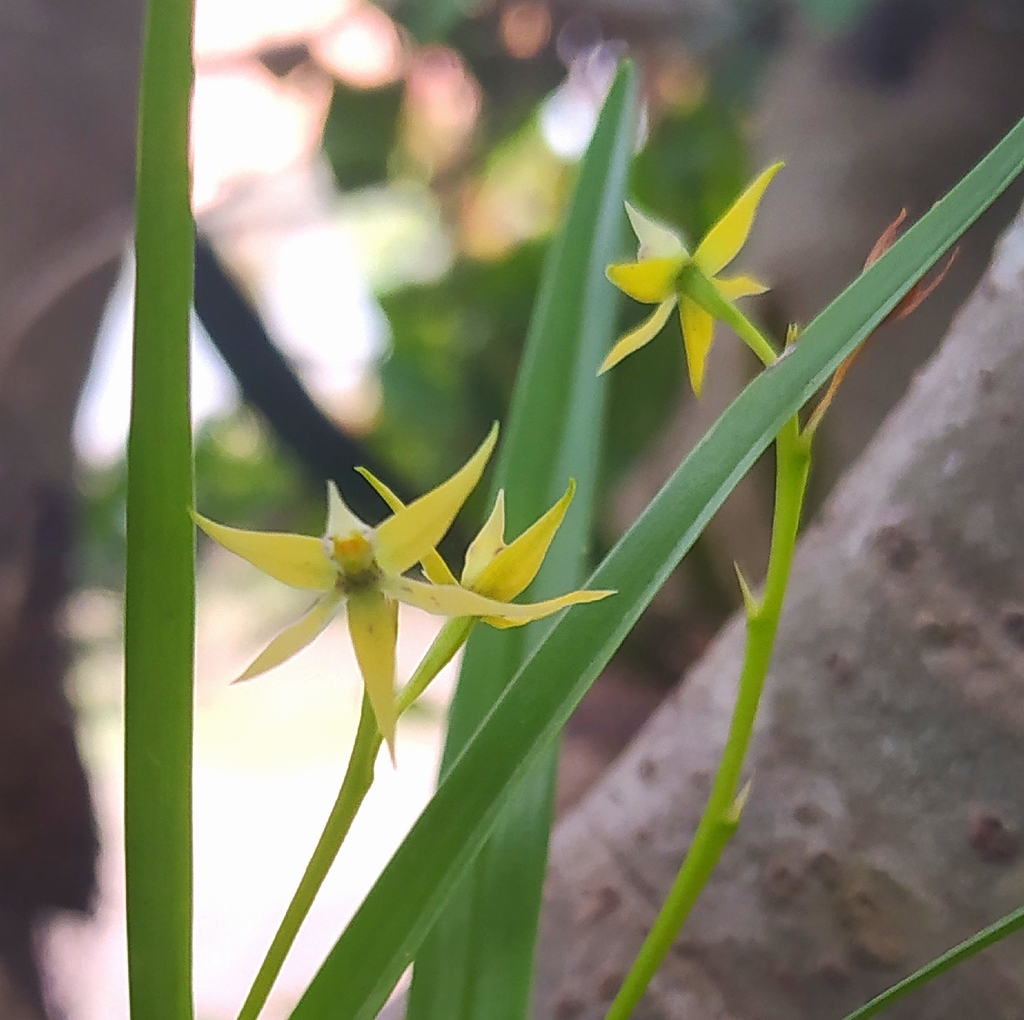 Prosthechea grammatoglossa; photograph (c) Laurimar Sepulveda, some rights reserved (CC BY)