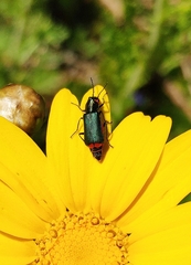 Haplomalachius flabellatus