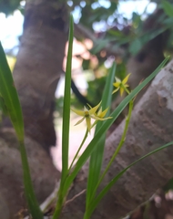 Prosthechea grammatoglossa, photograph (c) Laurimar Sepulveda, some rights reserved (CC BY)