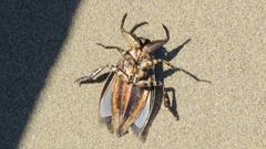 Lethocerus annulipes