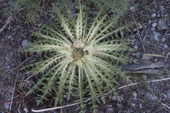 Cirsium scariosum