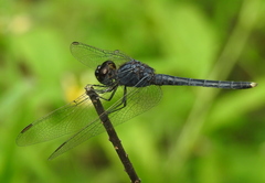 Indothemis carnatica