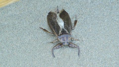 Lethocerus annulipes