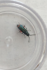 Haplomalachius flabellatus