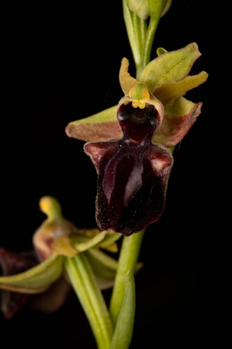 Bosom Orchid