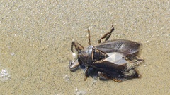 Lethocerus annulipes