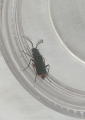 Haplomalachius flabellatus