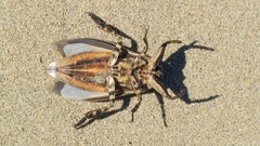 Lethocerus annulipes