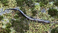 Plethodon hubrichti