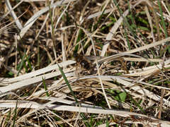 Tachina ursina