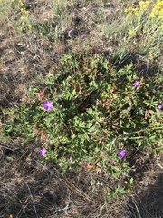 Geranium oreganum